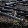What Burns, Remains / Co shoří, to přetrvá